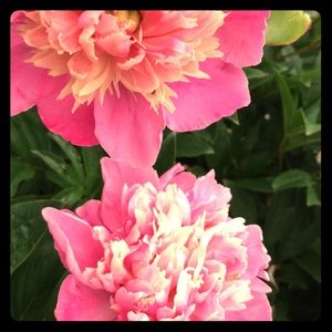 Meet your Posher, Virginia